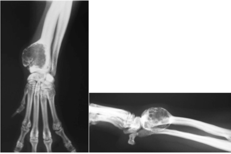 An Overview of Bone Cysts in Dogs