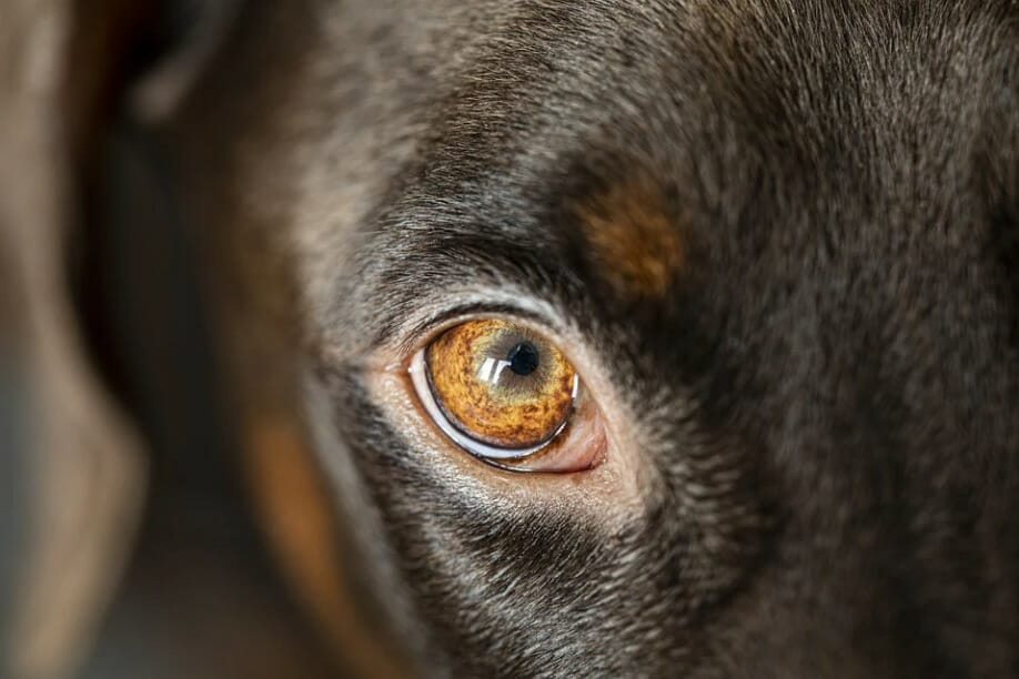 dog-eyelid-cysts-everything-you-need-to-know-about-chalazion