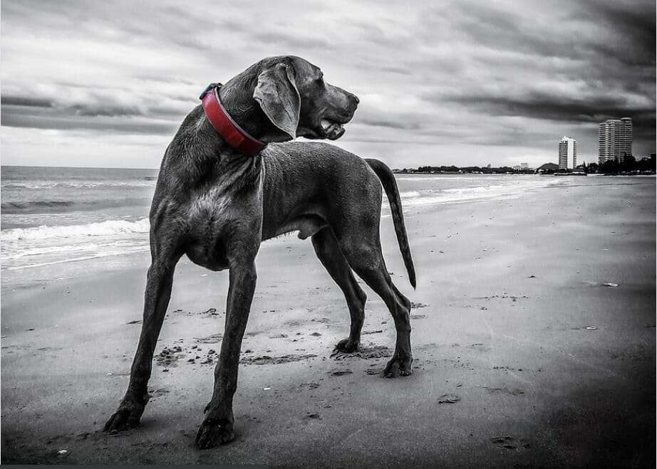 Dog Shoulder Injuries Types, Treatment and Prevention